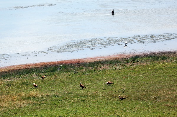Foto - Bu göl sıcaktan kavrulan kuşların sığınağı