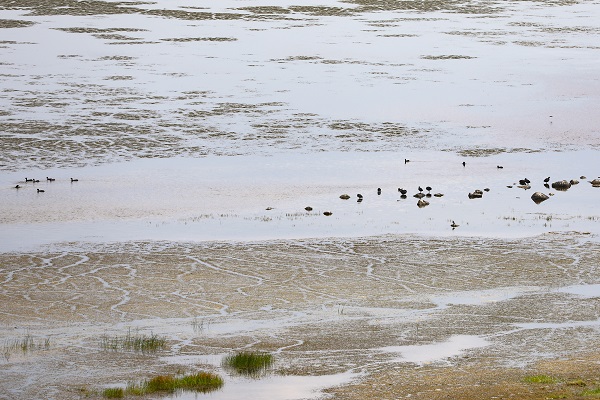 Foto - Bu göl sıcaktan kavrulan kuşların sığınağı