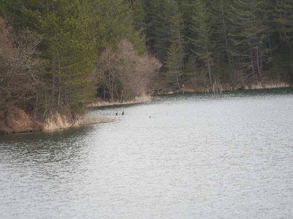 Foto - Bu gölet herkesi mest ediyor