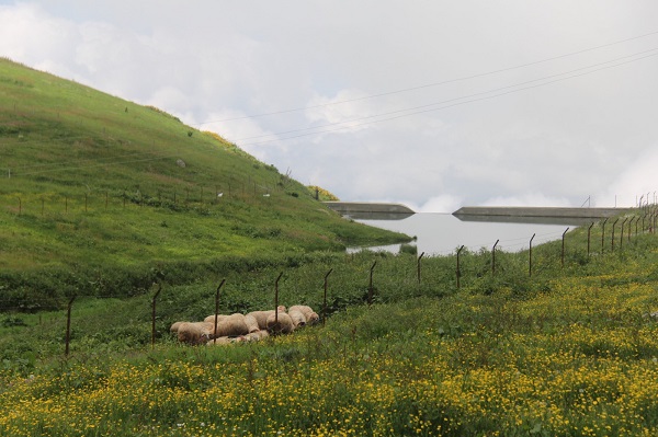 Foto - Bu göletler yayla iklimini yumuşattı