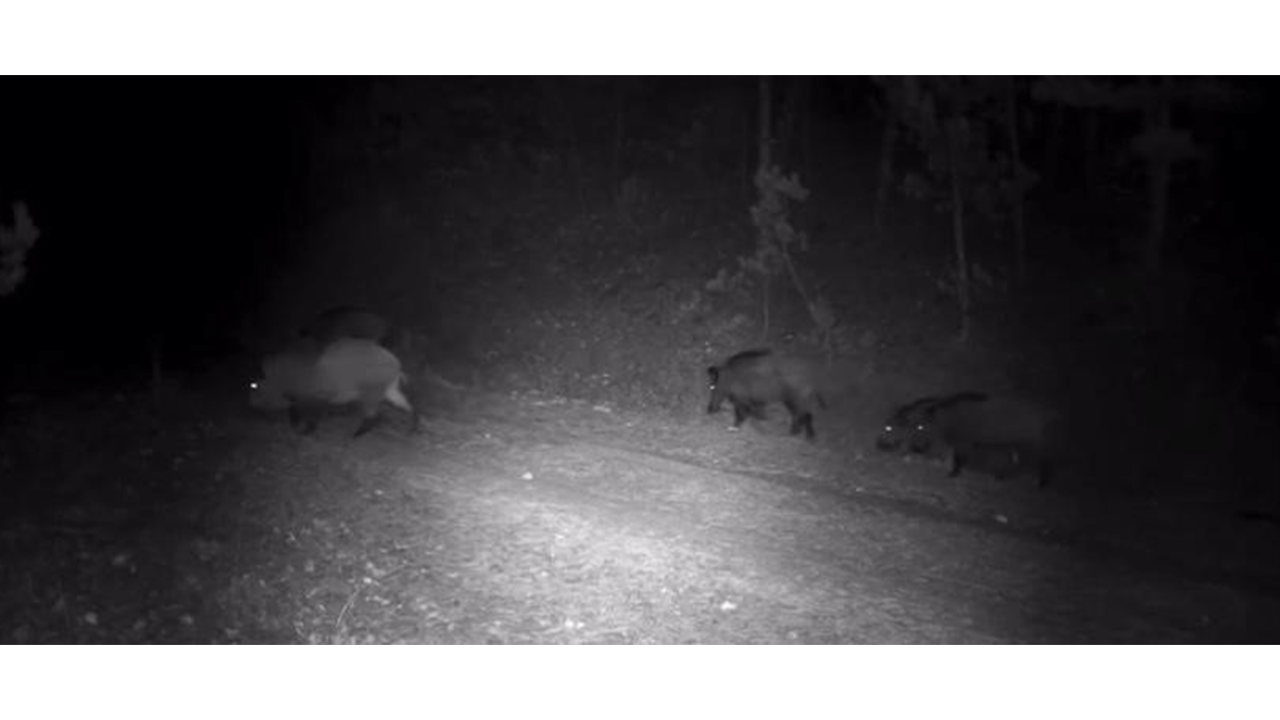 Bu görüntü Çankırı'da çekildi!