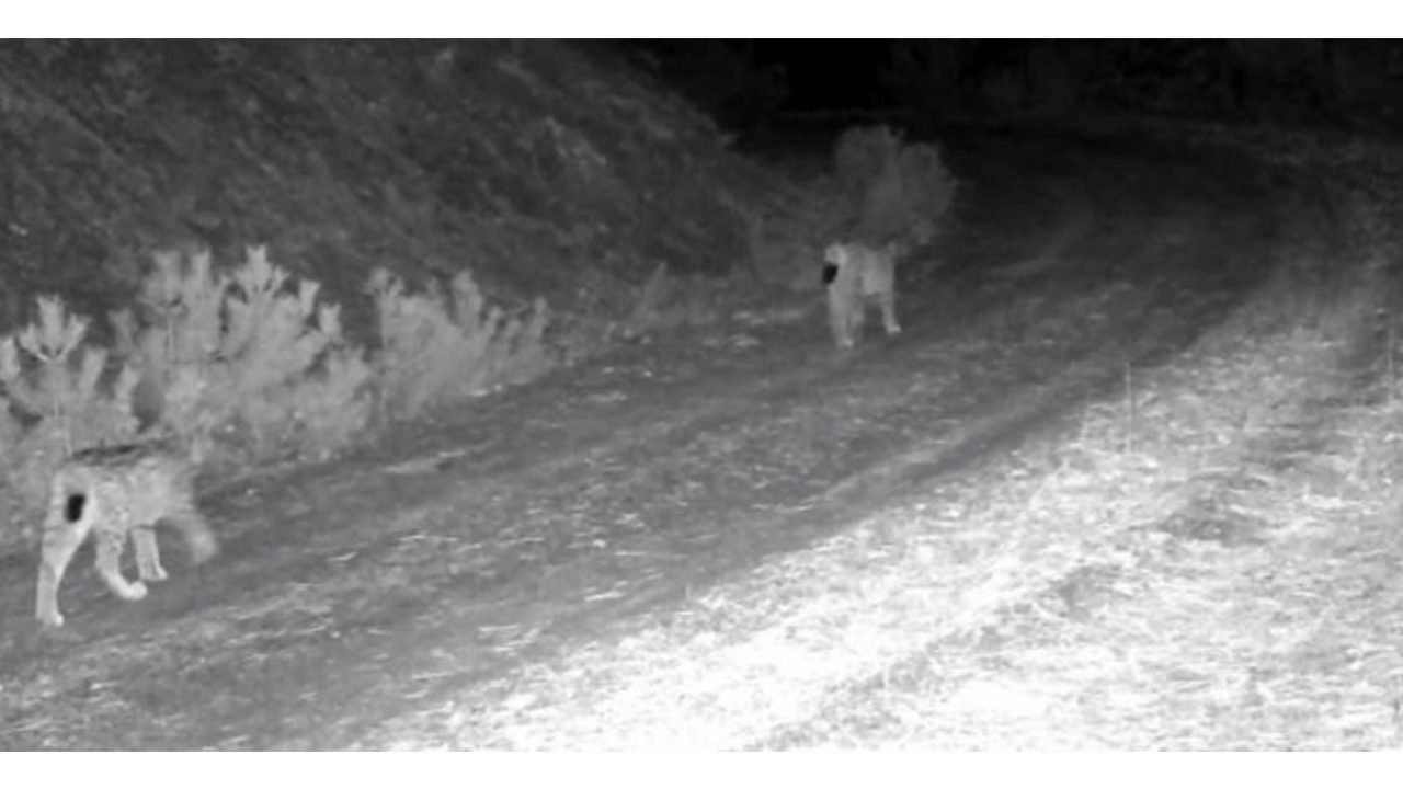 Foto - Bu görüntü Çankırı'da çekildi!