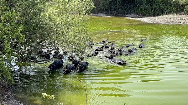 Foto - Bu görüntüler Afrika'da çekilmedi! Belgeselleri aratmayan görüntüler Tokat'ta çekildi