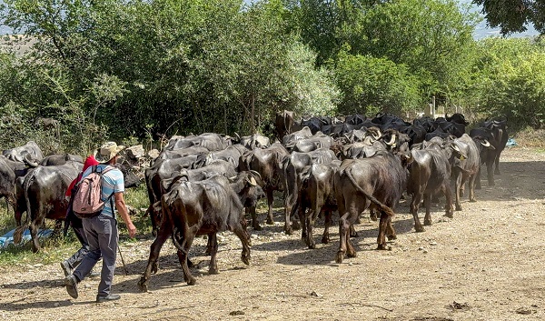 Foto - Bu görüntüler Afrika'da çekilmedi! Belgeselleri aratmayan görüntüler Tokat'ta çekildi