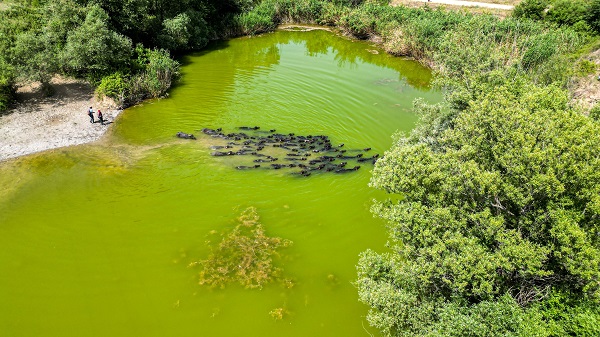 Bu görüntüler Afrika'da çekilmedi! Belgeselleri aratmayan görüntüler Tokat'ta çekildi