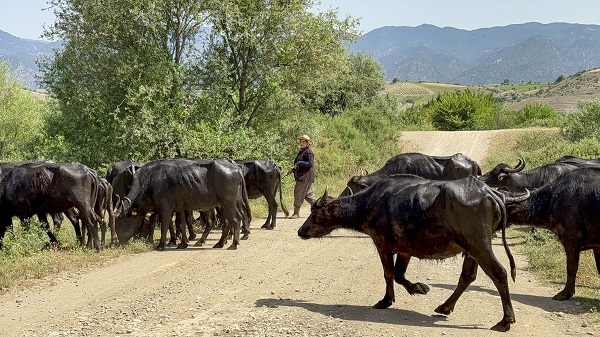 Foto - Bu görüntüler Afrika'da çekilmedi! Belgeselleri aratmayan görüntüler Tokat'ta çekildi