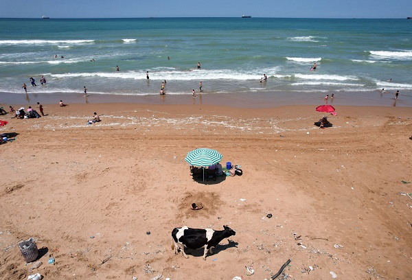 Foto - Bu görüntüler İstanbul'dan... Sıcaktan bunalan inekler soluğu plajda aldı