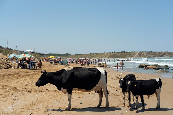 Foto - Bu görüntüler İstanbul'dan... Sıcaktan bunalan inekler soluğu plajda aldı