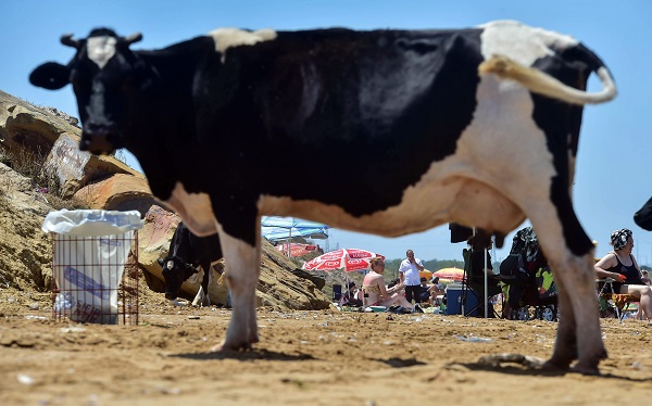 Bu görüntüler İstanbul'dan... Sıcaktan bunalan inekler soluğu plajda aldı