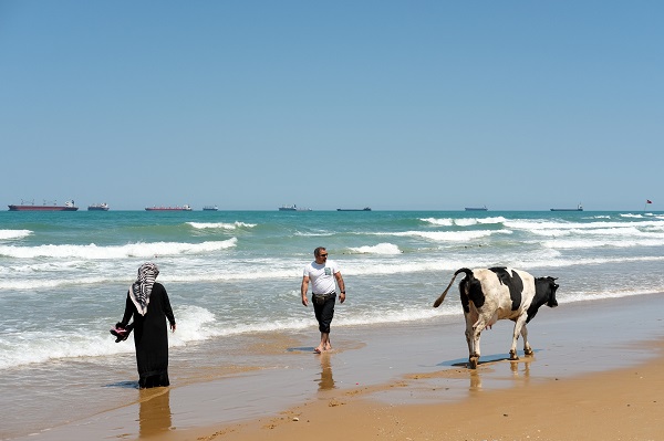 Foto - Bu görüntüler İstanbul'dan... Sıcaktan bunalan inekler soluğu plajda aldı