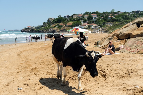 Foto - Bu görüntüler İstanbul'dan... Sıcaktan bunalan inekler soluğu plajda aldı
