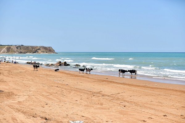 Foto - Bu görüntüler İstanbul'dan... Sıcaktan bunalan inekler soluğu plajda aldı