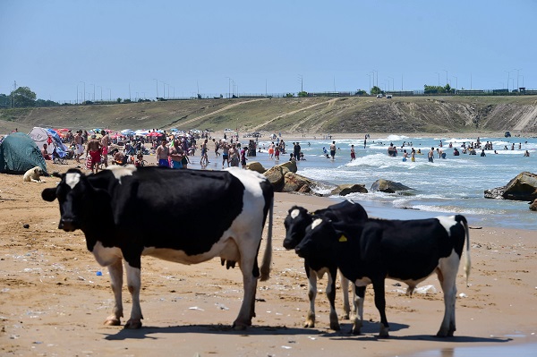 Foto - Bu görüntüler İstanbul'dan... Sıcaktan bunalan inekler soluğu plajda aldı