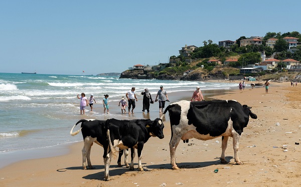 Foto - Bu görüntüler İstanbul'dan... Sıcaktan bunalan inekler soluğu plajda aldı