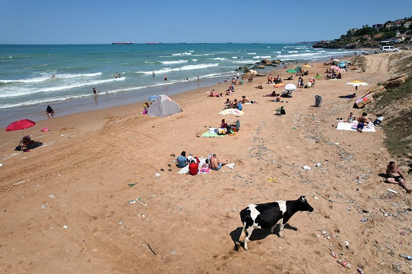 Foto - Bu görüntüler İstanbul'dan... Sıcaktan bunalan inekler soluğu plajda aldı