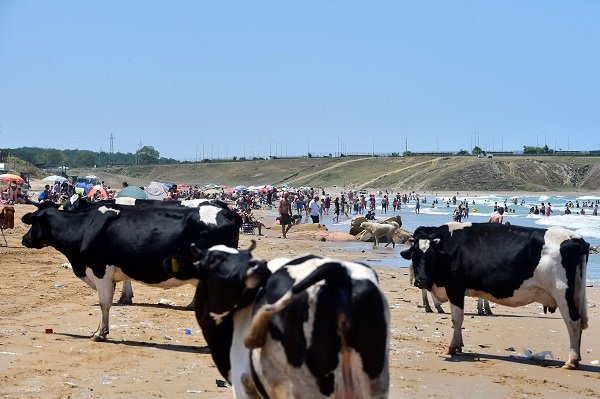 Foto - Bu görüntüler İstanbul'dan... Sıcaktan bunalan inekler soluğu plajda aldı