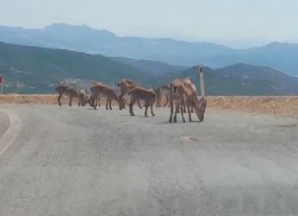 Foto - Bu görüntüler Tunceli’de çekildi! Yetkililerden önemli uyarı