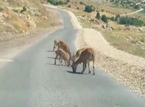 Bu görüntüler Tunceli’de çekildi! Yetkililerden önemli uyarı