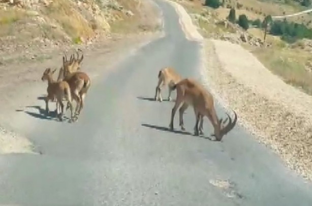 Foto - Bu görüntüler Tunceli’de çekildi! Yetkililerden önemli uyarı