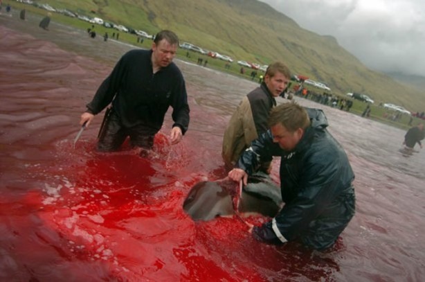 Foto - Bu görüntülere vahşet kelimesi az kalır!