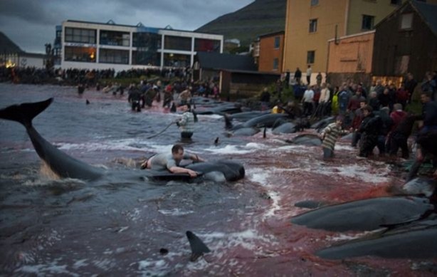 Foto - Bu görüntülere vahşet kelimesi az kalır!