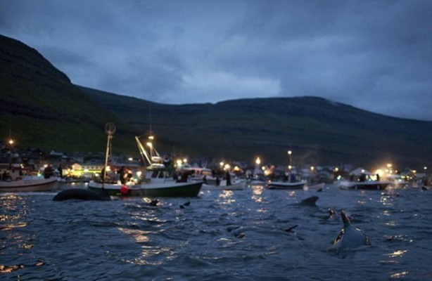Foto - Bu görüntülere vahşet kelimesi az kalır!