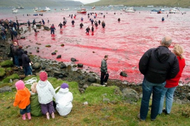 Foto - Bu görüntülere vahşet kelimesi az kalır!