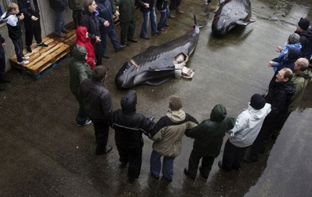 Foto - Bu görüntülere vahşet kelimesi az kalır!