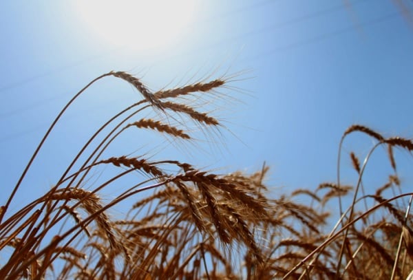Foto - Bu gübre maliyetleri düşürecek