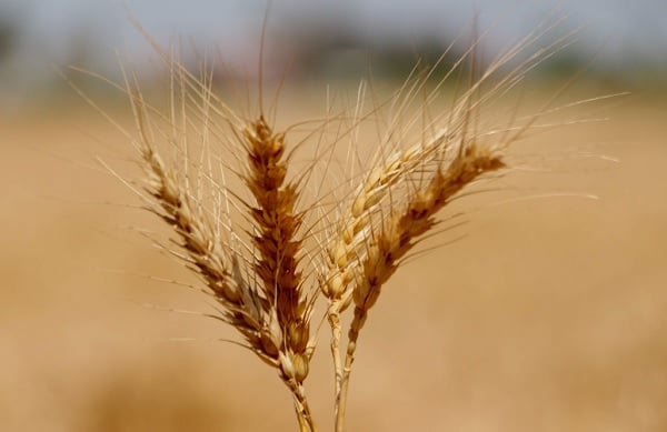 Bu gübre maliyetleri düşürecek
