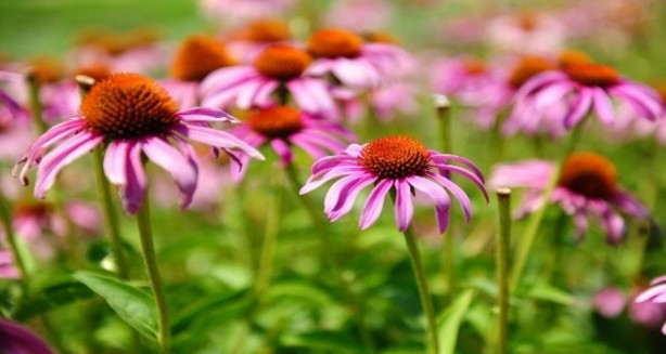 Foto - Bu günlerde çok aratılıyor! Bağışıklığı güçlendiren 10 bitki çayı