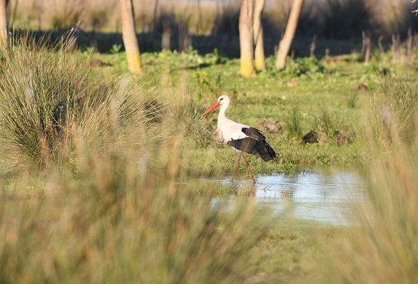 Foto - Bu güzelliği görmek için akın akın gittiler