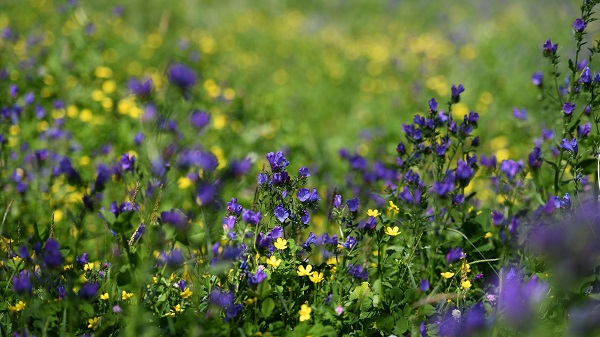 Foto - Bu güzelliği görmek için akın akın gittiler