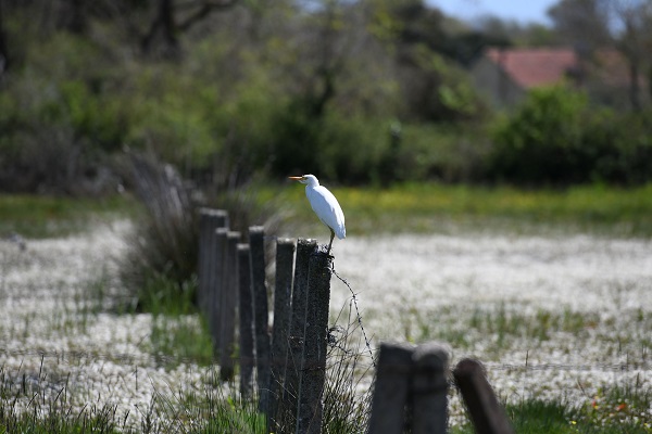 Foto - Bu güzelliği görmek için akın akın gittiler