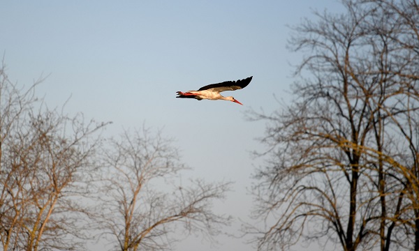Foto - Bu güzelliği görmek için akın akın gittiler