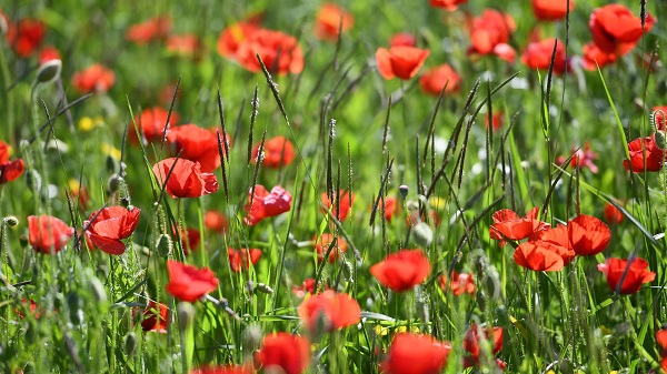Foto - Bu güzelliği görmek için akın akın gittiler