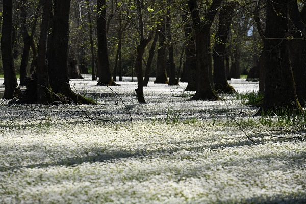Foto - Bu güzelliği görmek için akın akın gittiler