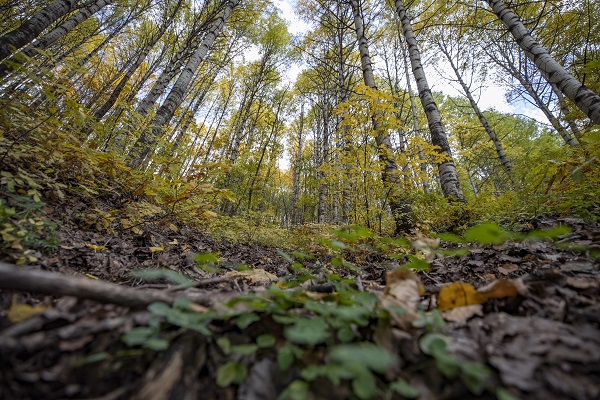 Foto - Bu güzellik dünyanın öbür ucunda değil!