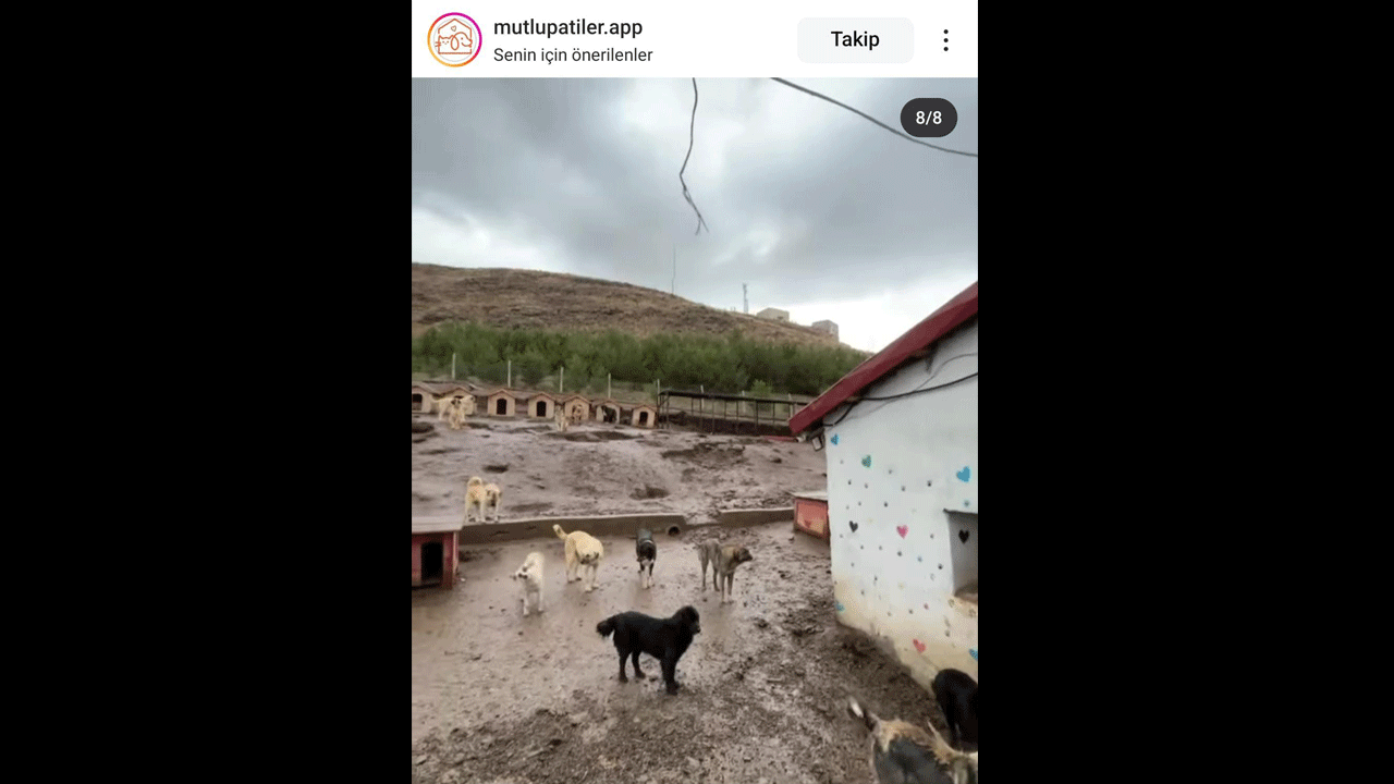 Foto - Bu haberi itperestlerin gözüne sokun! İtperestler sefada, köpekler cefada