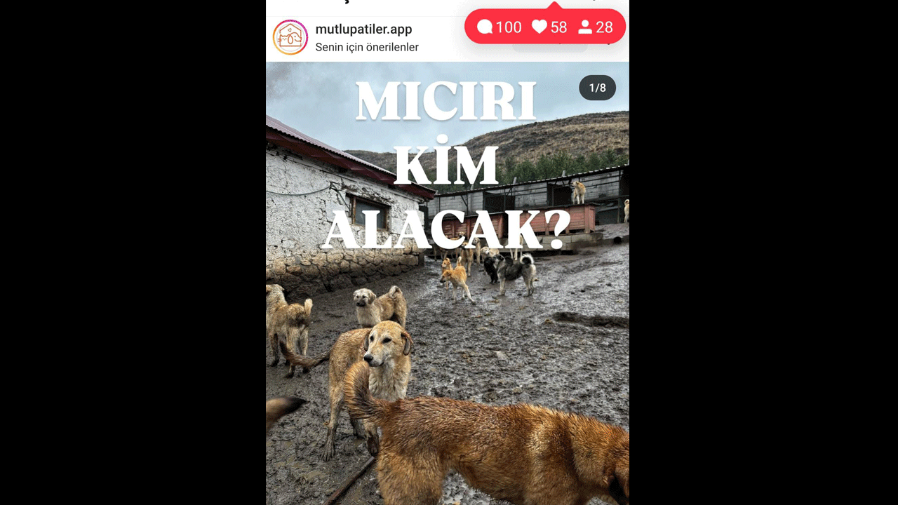 Foto - Bu haberi itperestlerin gözüne sokun! İtperestler sefada, köpekler cefada