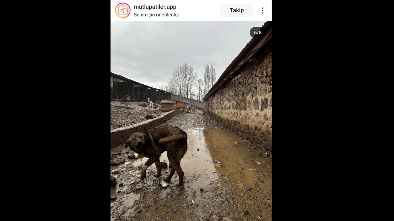 Foto - Bu haberi itperestlerin gözüne sokun! İtperestler sefada, köpekler cefada