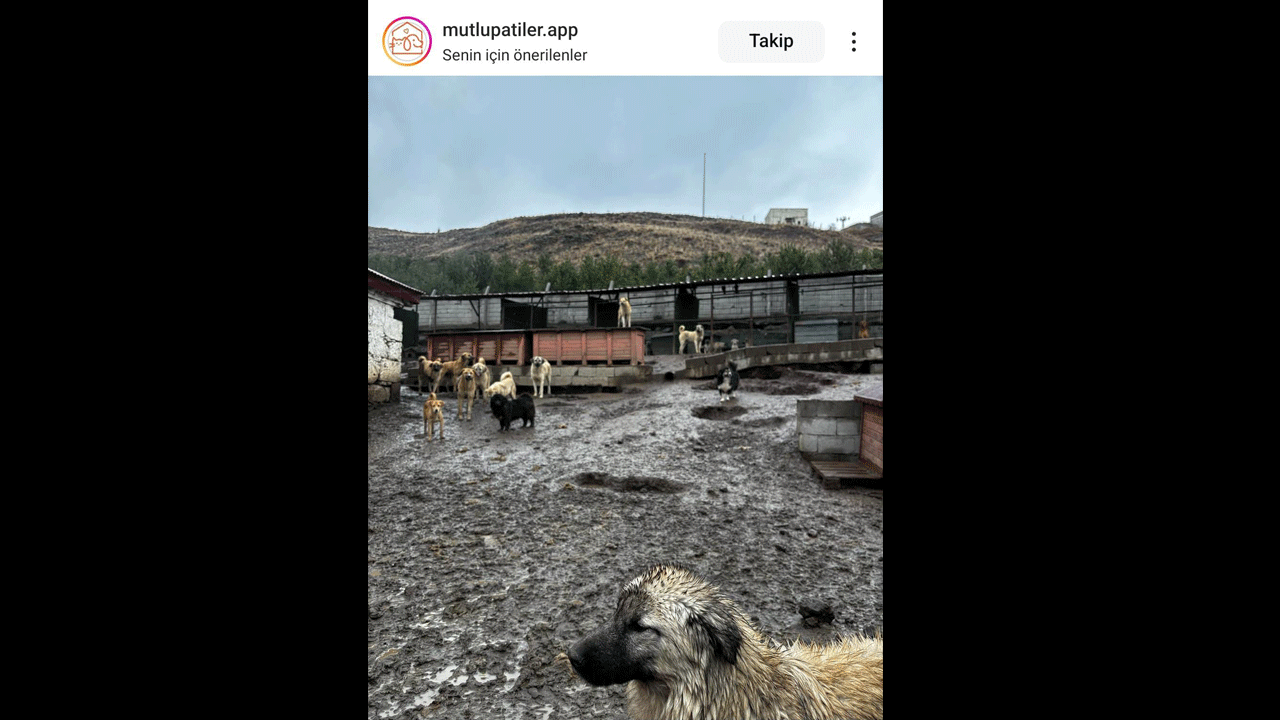Foto - Bu haberi itperestlerin gözüne sokun! İtperestler sefada, köpekler cefada