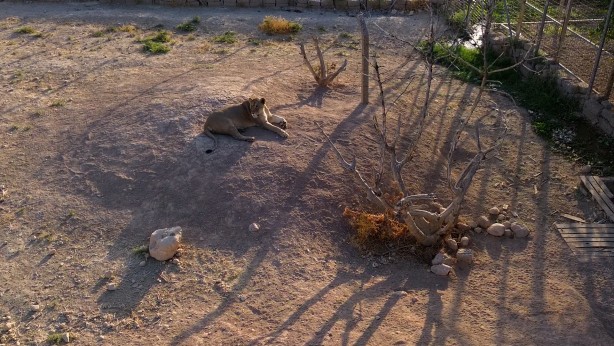 Foto - Bu haberimiz aslan severlere gelsin! 500 dönümlük alan tahsisi...