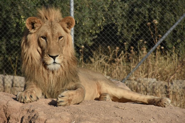 Foto - Bu haberimiz aslan severlere gelsin! 500 dönümlük alan tahsisi...