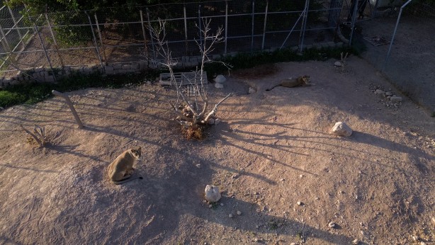 Foto - Bu haberimiz aslan severlere gelsin! 500 dönümlük alan tahsisi...