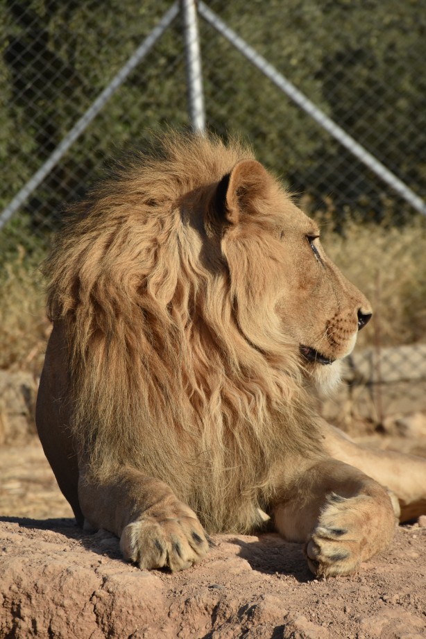 Foto - Bu haberimiz aslan severlere gelsin! 500 dönümlük alan tahsisi...