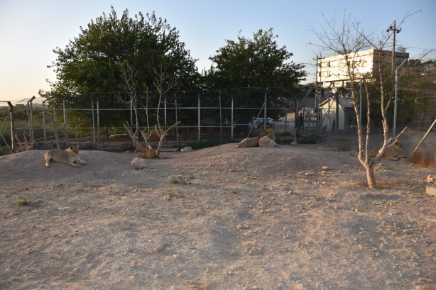 Foto - Bu haberimiz aslan severlere gelsin! 500 dönümlük alan tahsisi...