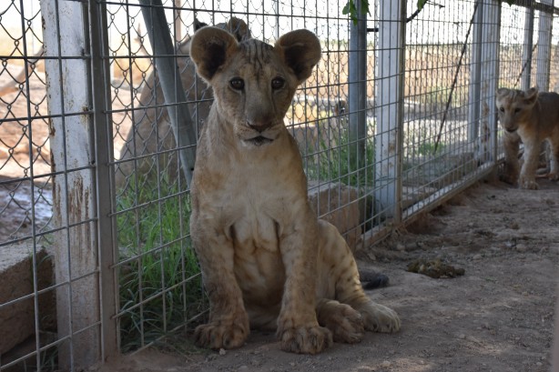 Foto - Bu haberimiz aslan severlere gelsin! 500 dönümlük alan tahsisi...