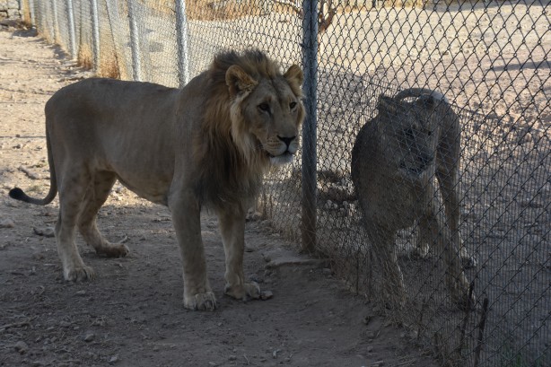 Foto - Bu haberimiz aslan severlere gelsin! 500 dönümlük alan tahsisi...