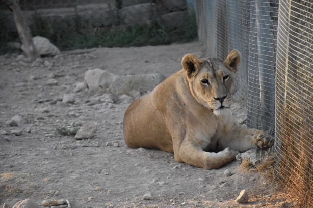 Foto - Bu haberimiz aslan severlere gelsin! 500 dönümlük alan tahsisi...